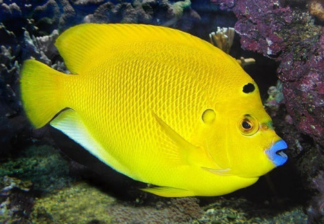 Apolemichthys Trimaculatus L