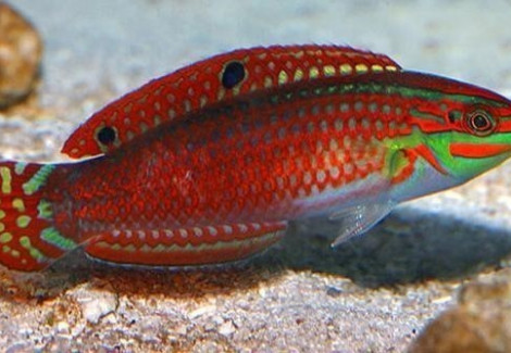 Atrosalarias Fuscus M