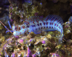 Blenniella Chrysospilos M