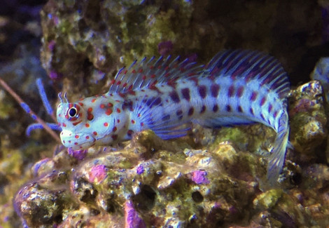 Blenniella Chrysospilos M