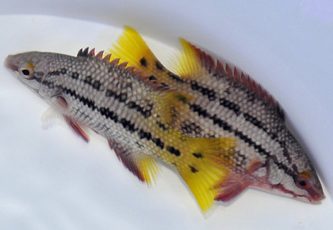 Bodianus Diplotaenia Ml