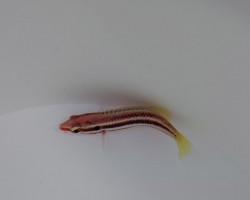 Bodianus Izuensis M