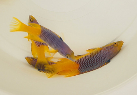 Bodianus Rufus S