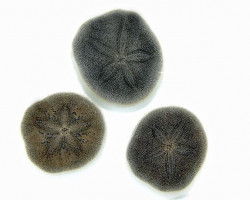 Brissus Sp. (Sand Dollar Flat) Ml