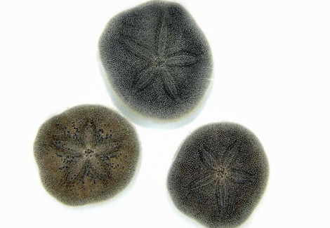 Brissus Spp. (Sand Dollar Flat) S