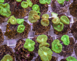 Caulastrea Curvata Green (Frag) M