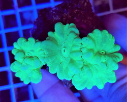 Caulastrea Curvata Green Ultra (Frag) M