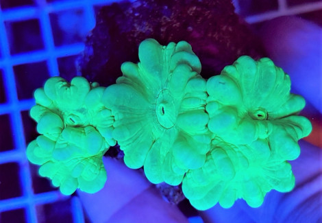 Caulastrea Curvata Green Ultra (Frag) M