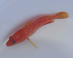 Cephalopholis Miniata M