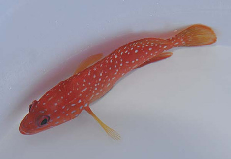 Cephalopholis Miniata M