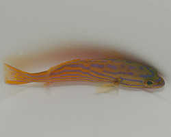 Cephalopholis Polleni M