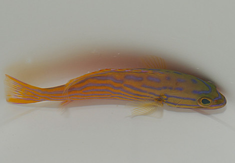 Cephalopholis Polleni M