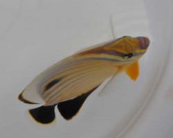 Chaetodon Austriacus M