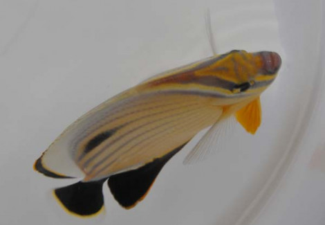 Chaetodon Austriacus M