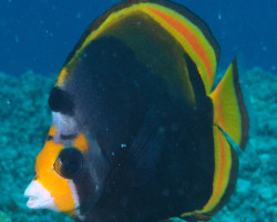 Chaetodon Flavirostris S