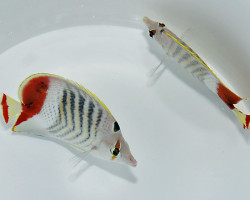 Chaetodon Paucifasciatus M