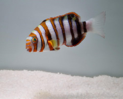 Choerodon Fasciatus - Allevato Europa S