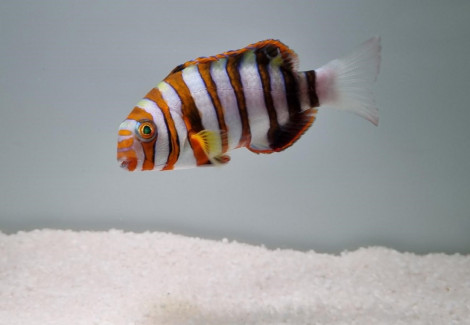 Choerodon Fasciatus - Allevato Europa S