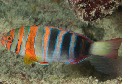 Choerodon Fasciatus S