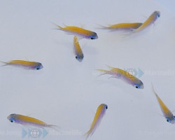 Chromis Insolata M