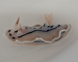 Chromodoris Willani M