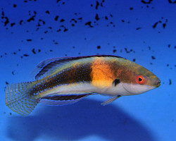 Cirrhilabrus Balteatus (Maschio) M