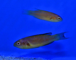 Cirrhilabrus Brunneus (Coppia) L