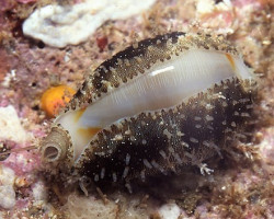 Cypraea (Monetaria) Annulus S