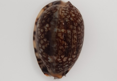 Cypraea Eglantina S