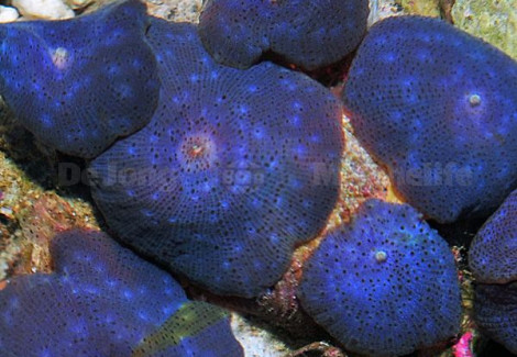 Discosoma Coeruleus (Blue) Grade A S