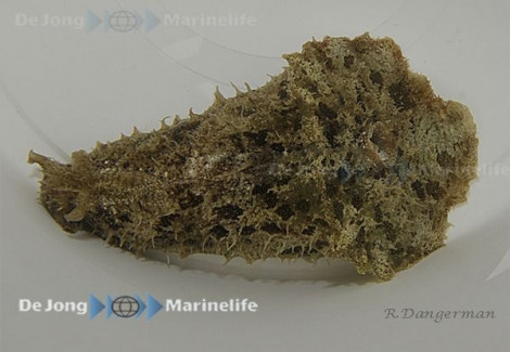 Dolabella Auricularia M