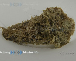 Dolabella Auricularia Ml