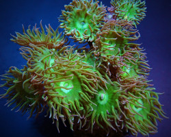 Duncanopsammia Axifuga (5 Polyps Not Fragable)