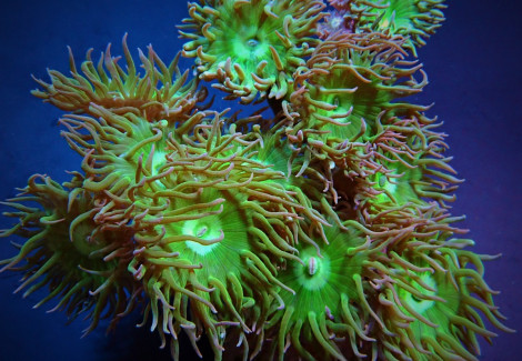 Duncanopsammia Axifuga (5 Polyps Not Fragable)