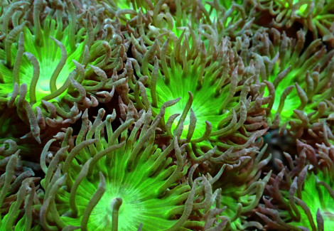 Duncanopsammia Axifuga (6 Polyps Not Fragable)