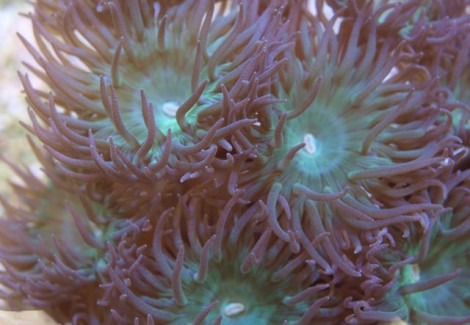 Duncanopsammia Axifuga Xl 6 Polyp