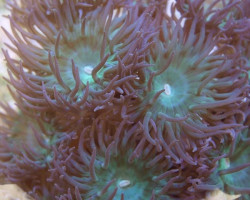 Duncanopsammia Axifuga Xxl 7 Polyp