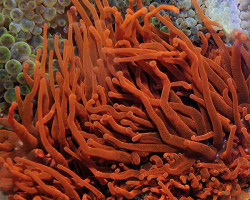 Entacmaea Quadricolor (Red) S