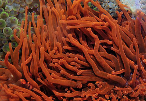 Entacmaea Quadricolor (Red) S