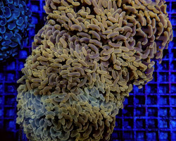 Euphyllia Ancora (Orange/Yellow Premium) M