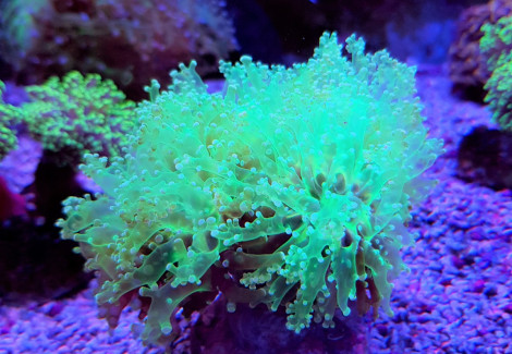 Euphyllia Yaeyamaensis (Green) (Ultra) M