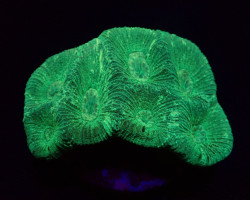 Goniastrea Spp. (Green) (Frag) M