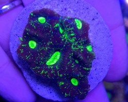 Goniastrea Spp. (Ultra) (Frag) M