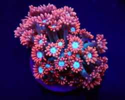 Goniopora Spp. (Fire And Ice) (Frag) M