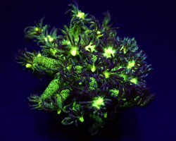 Goniopora Spp. (Glitter Blue-Green) (Frag) M