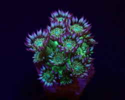 Goniopora Spp. (Glitter Face) (Frag) M