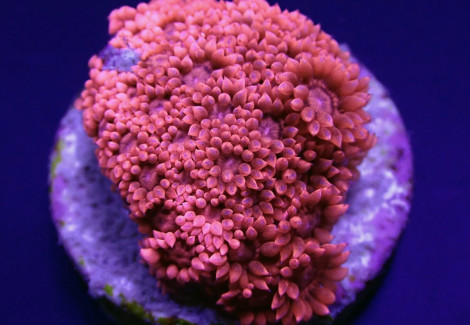 Goniopora Spp. (Red) (Premium) (Frag) M