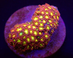 Goniopora Spp. (Red) (Yellow-Green Center) (Frag) M