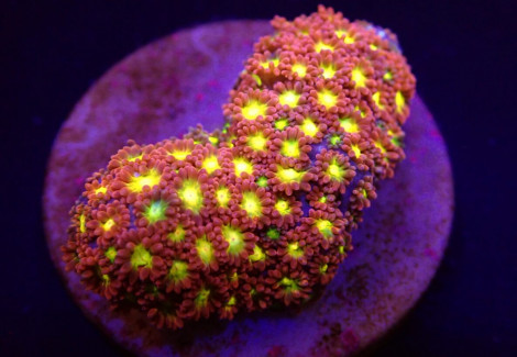 Goniopora Spp. (Red) (Yellow-Green Center) (Frag) M