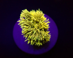 Goniopora Spp. (Yellow) (Frag) M